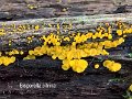 Bisporella citrina-amf269